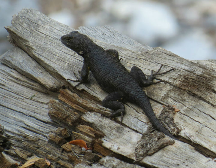 Great Basin Fence Lizard